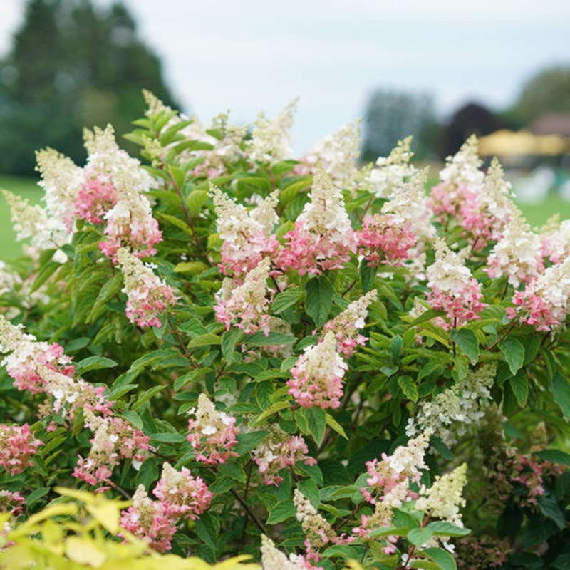 Hydrangea-Pinky Winky P. – G3|Mariani|Willoway