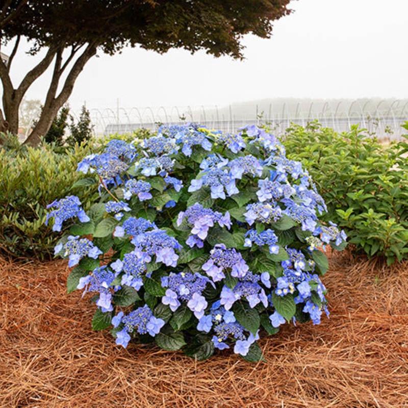 Hydrangea-Pop Star – G2/G3|Willoway G3|Bailey|Willoway G2