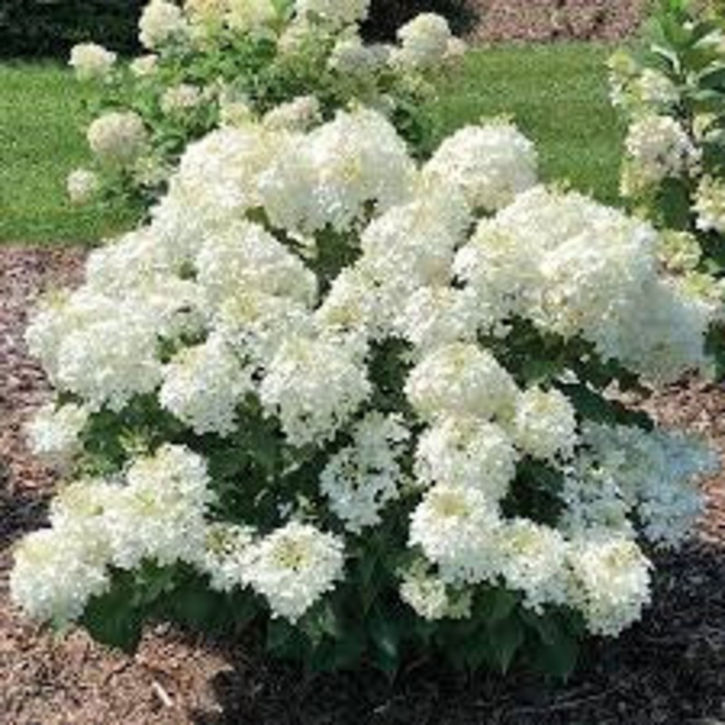 Hydrangea-Puffer Fish – G3|Mariani|Willoway