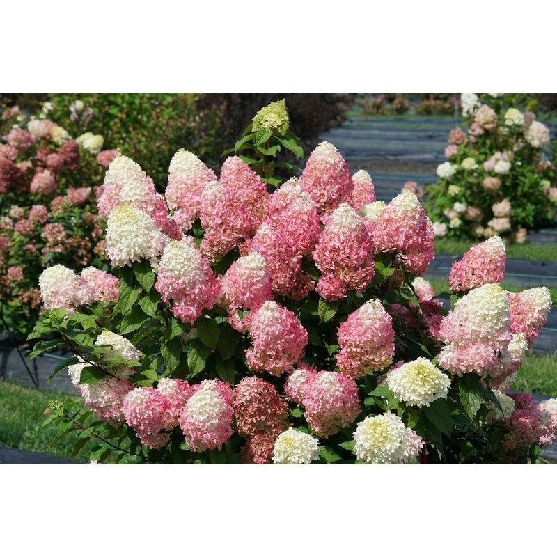 Hydrangea-Quick Fire Fab – G3
