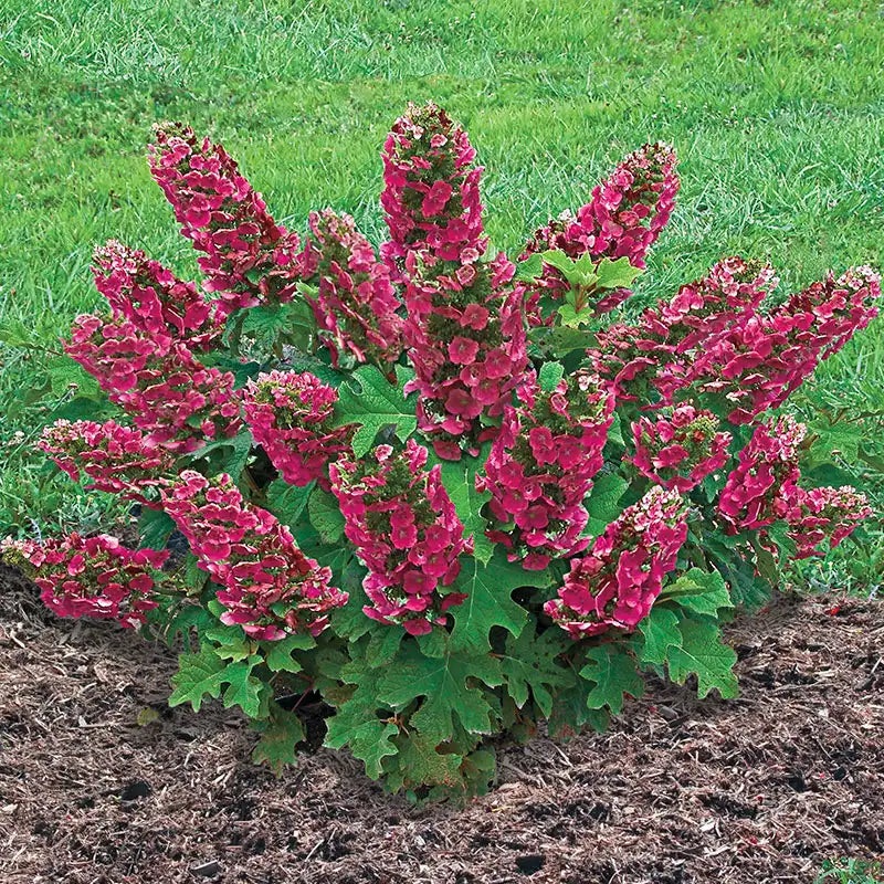 Hydrangea-Ruby Slippers – G3