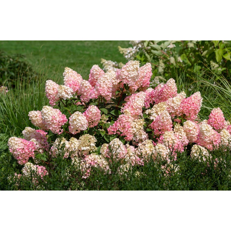 Hydrangea-Straw. Sundae – G2/G3