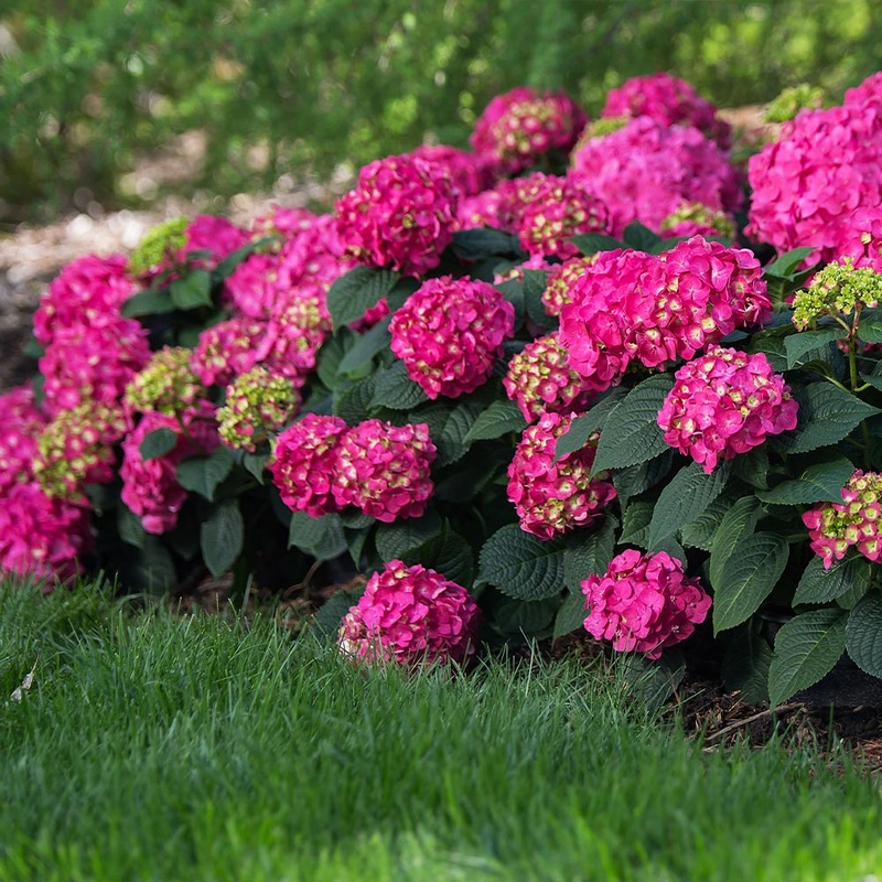 Hydrangea-Summer Crush – G2/G3