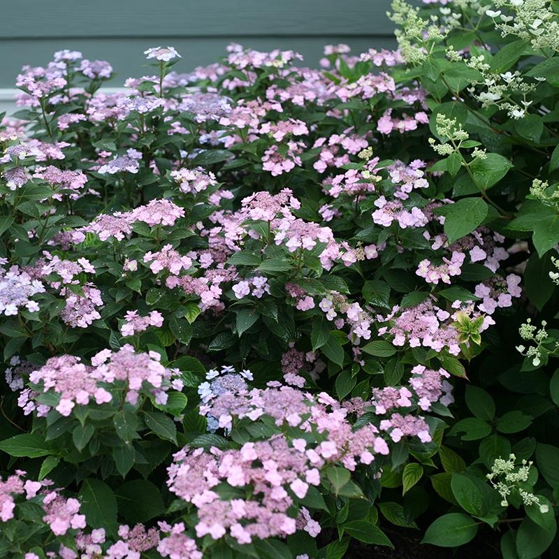Hydrangea-Tiny Tuff Stuff – G3