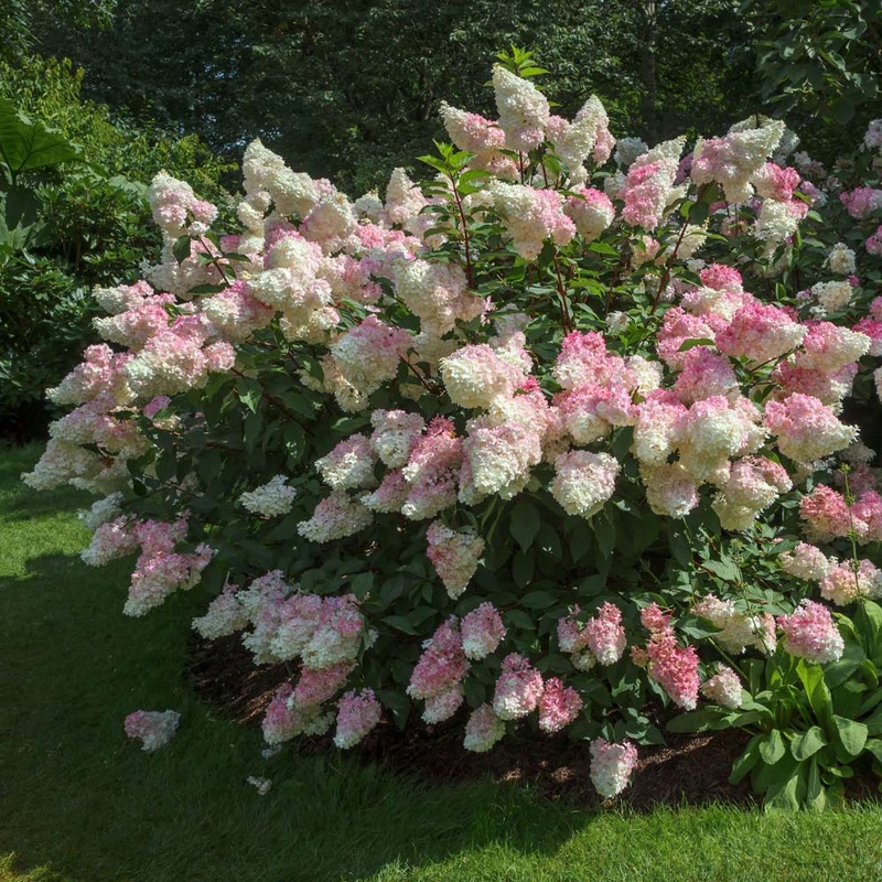 Hydrangea-Van. Strawberry – G5