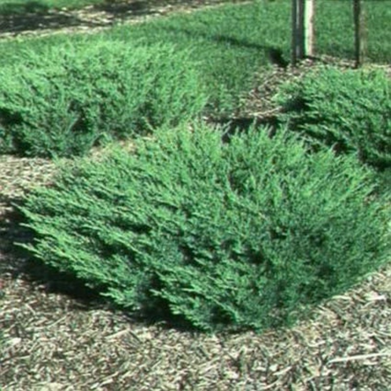 Juniper-Andorra – G5