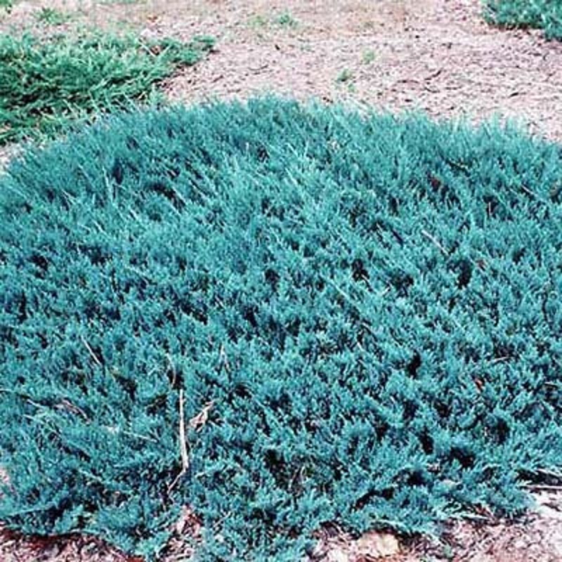 Juniper-Blue Chip -5G