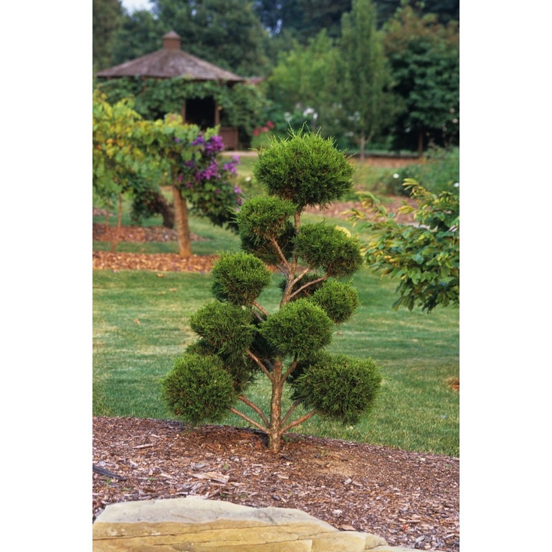 Juniper-Pom Pon – G15