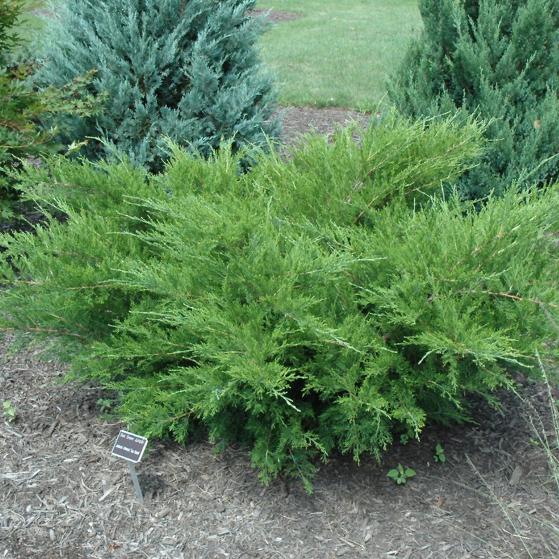 Juniper-Sea Green – G2/G3