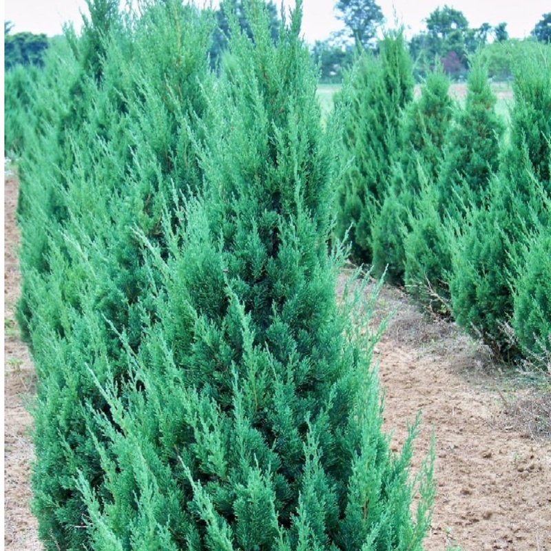 Juniper-Upright Bl Point – 5-6′