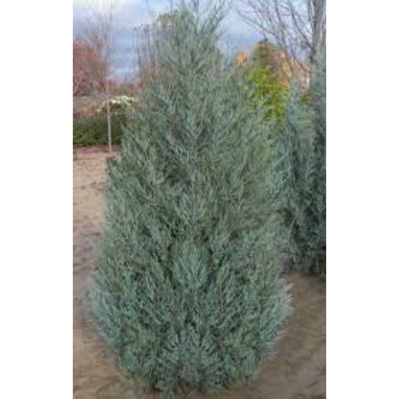 Juniper-Upright SkyHigh – G7