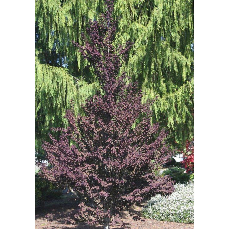 Katsura-Red Fox – 5-6′