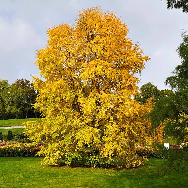 Katsura Tree – G15