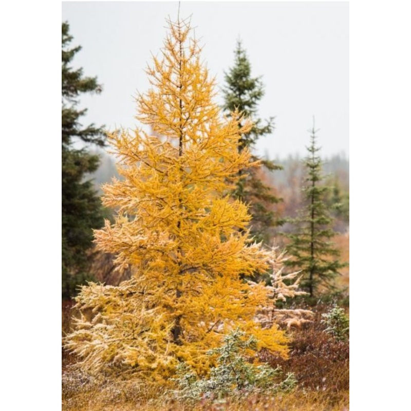 Larch-American – G10