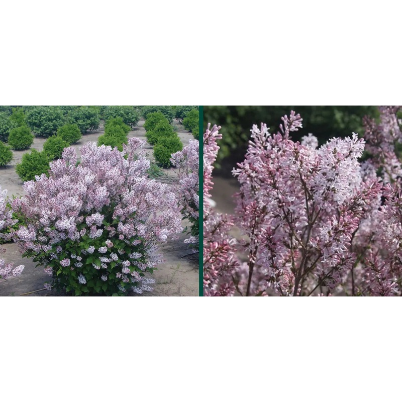 Lilac-Dream Cloud – G2/G3