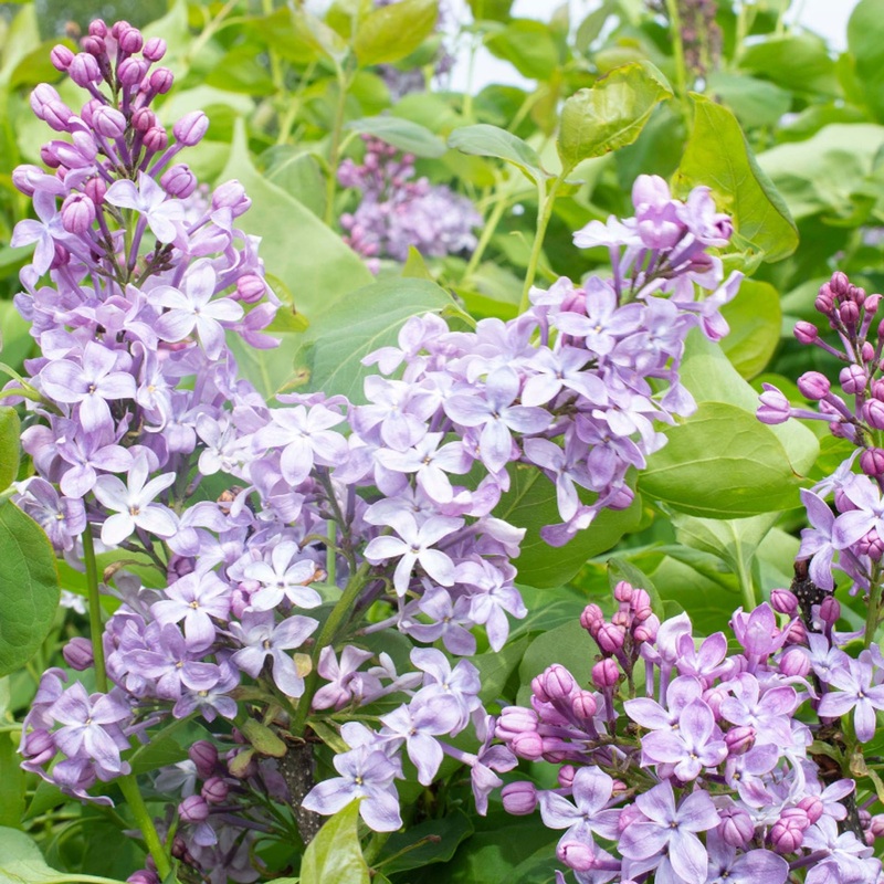 Lilac-New Age Lavender – G3
