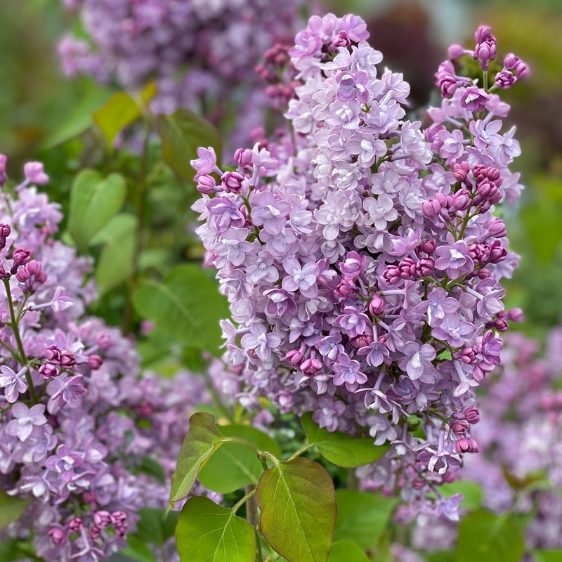 Lilac-Scentara Blue – G3|Vendor 1|Vendor 2