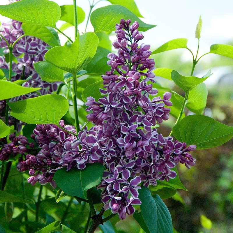 Lilac-Sensation – G3