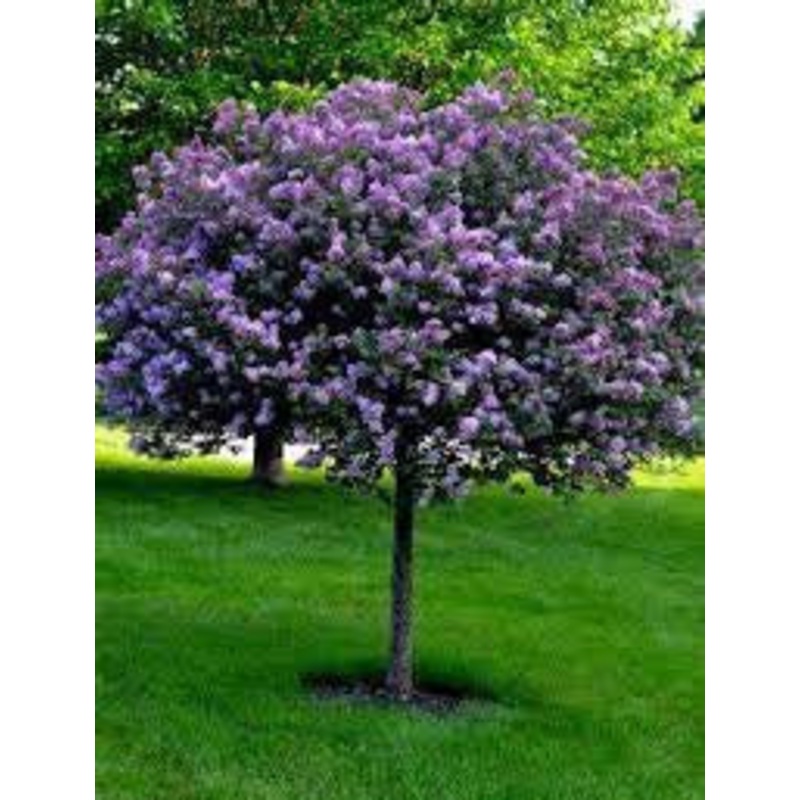 Lilac-Tree Bloomerang – G10