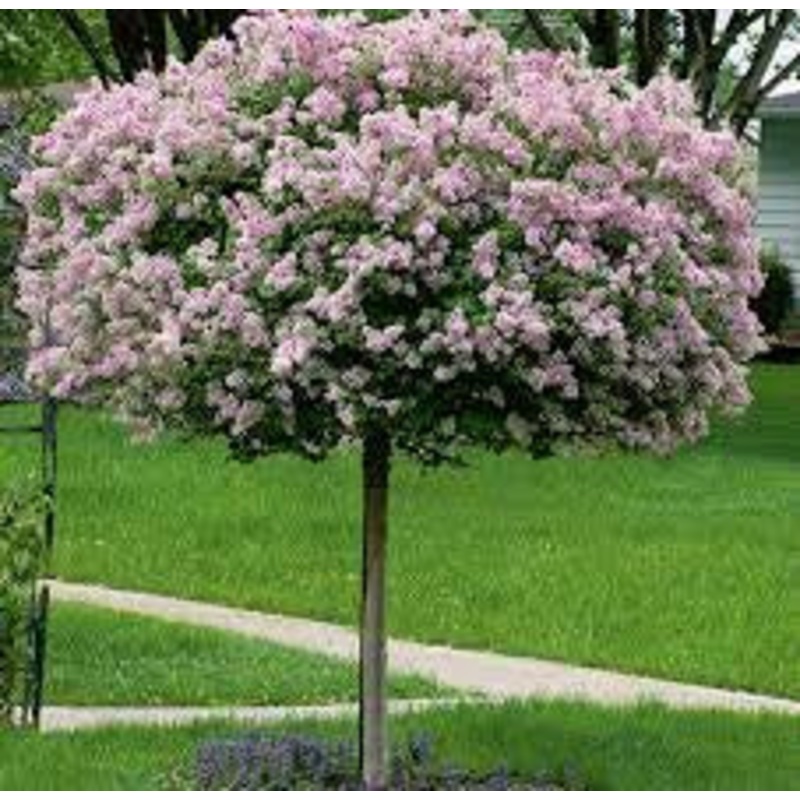 Lilac-Tree Dwf. Korean – G10