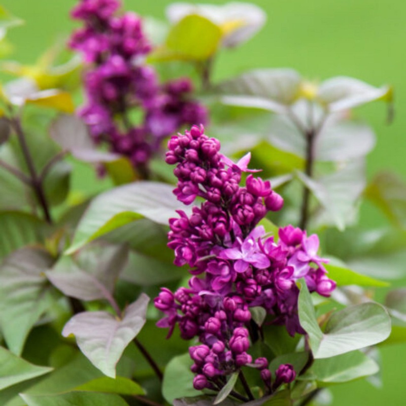 Lilac-Virtual Violet – G3|Bailey|OPN
