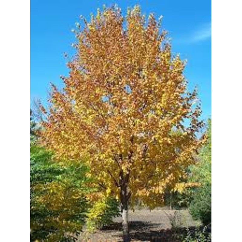 Linden-Harvest Gold – G10
