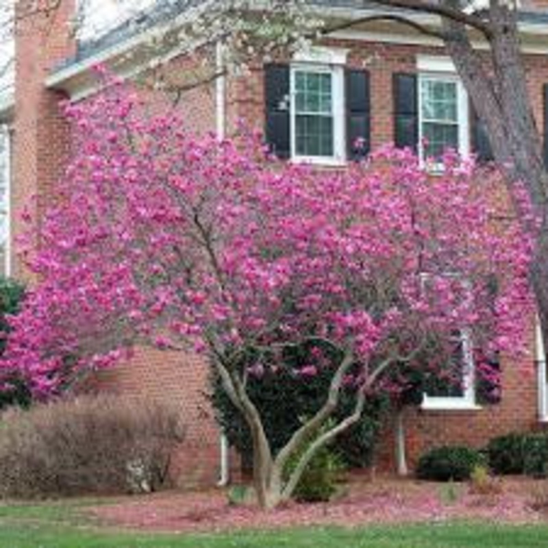 Magnolia-Ann – G7