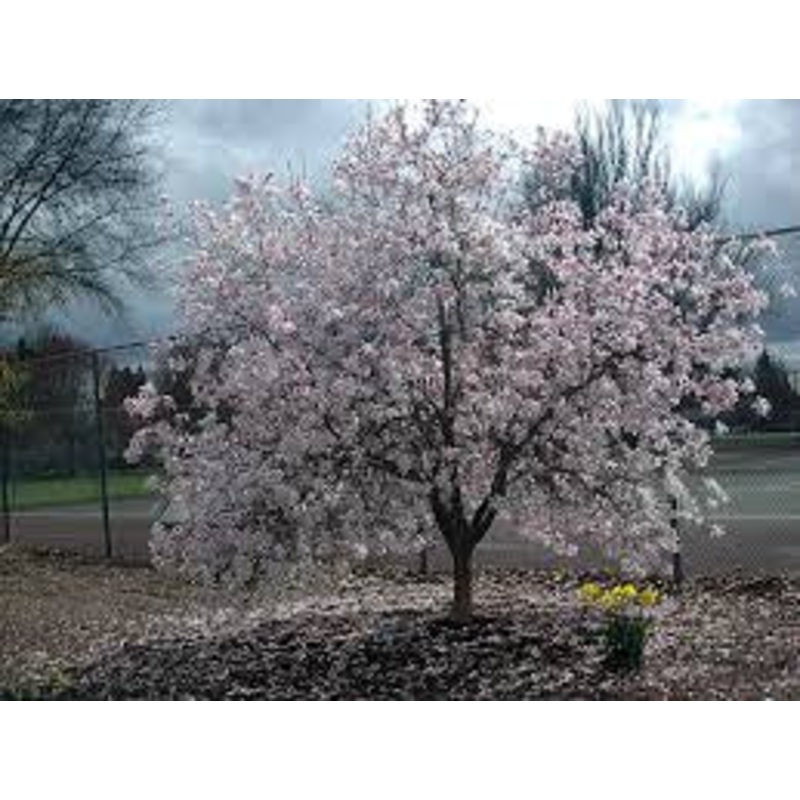 Magnolia-Leonard Messel – G7