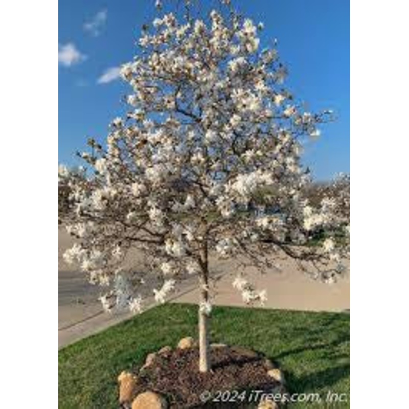 Magnolia-Royal Star – G7