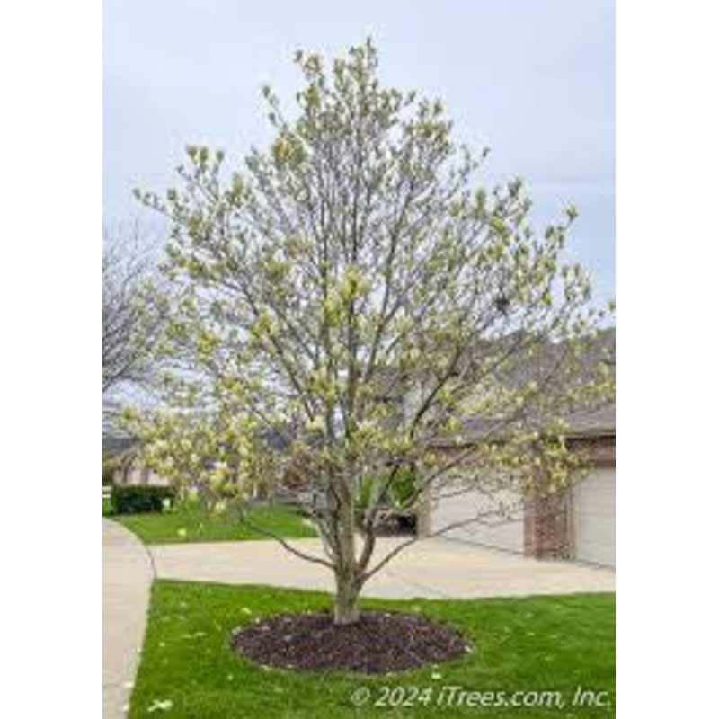 Magnolia-Tree Butterflies – G7