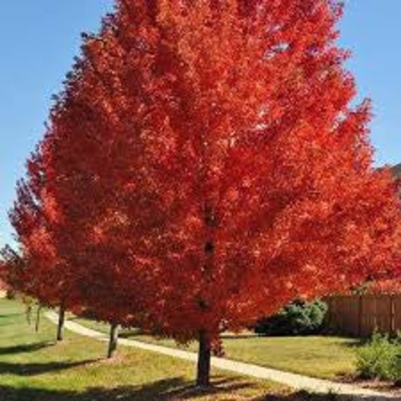 Maple-Autumn Blaze – G15|Willoway|Bailey