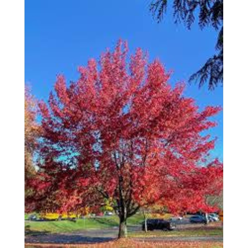 Maple-Brandywine – G10