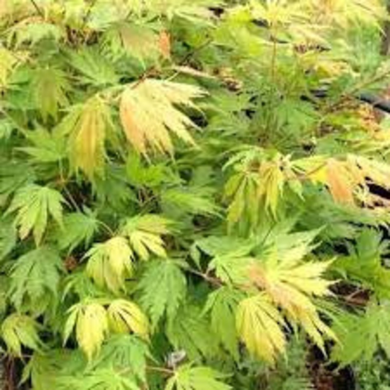 Maple-Northern Glow – 5′