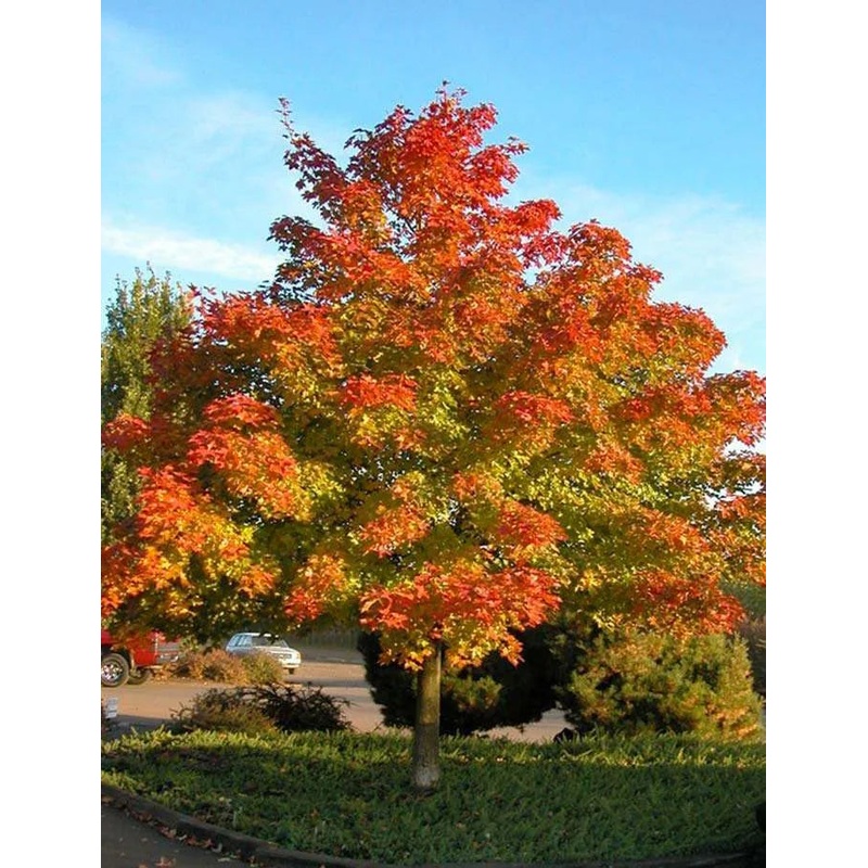 Maple-Pacific Sunset – 2