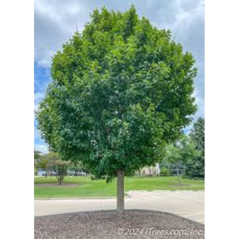 Maple-State Street – G10
