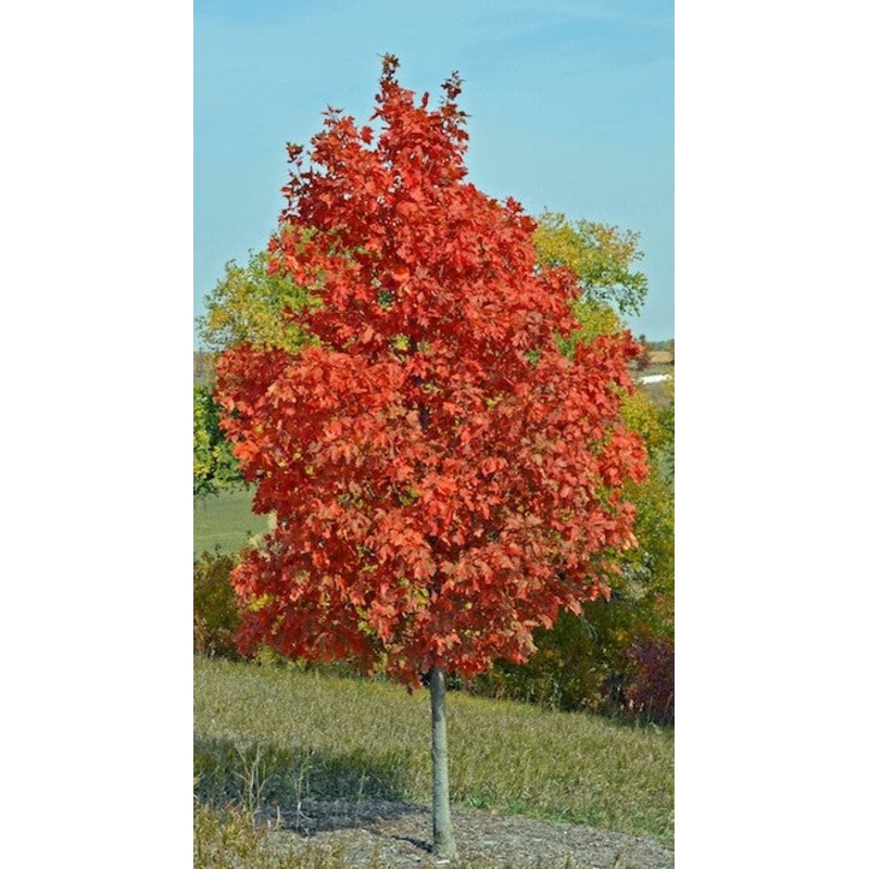 Maple-Sugar Fall Fiesta – 2|Bailey|Item