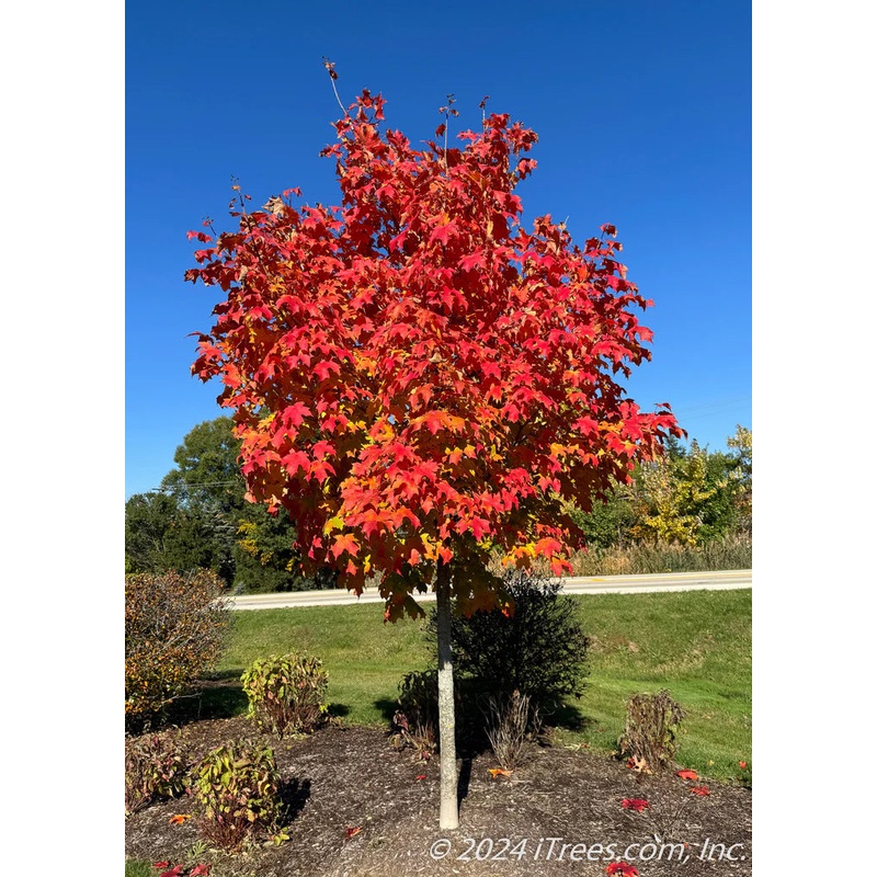 Maple-Sugar Fall Fiesta – G7