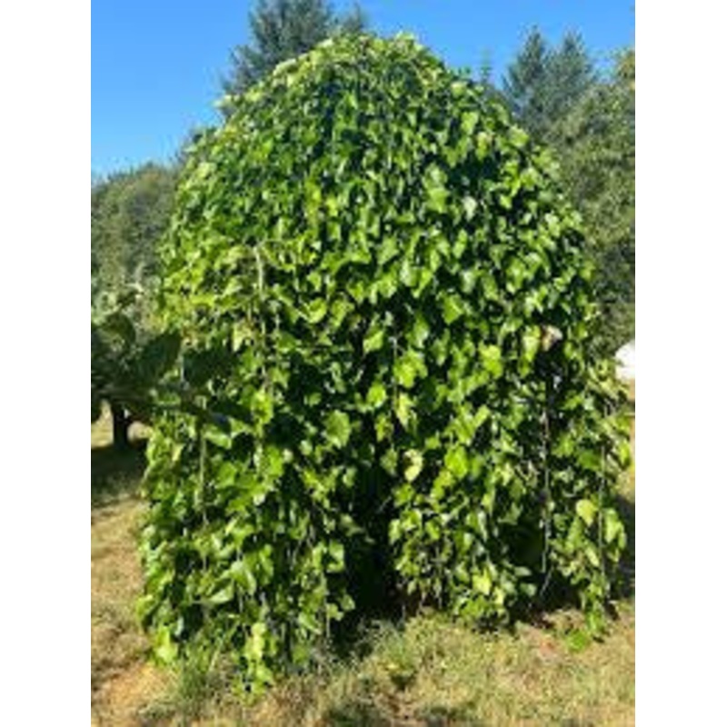 Mulberry-Weeping – G15