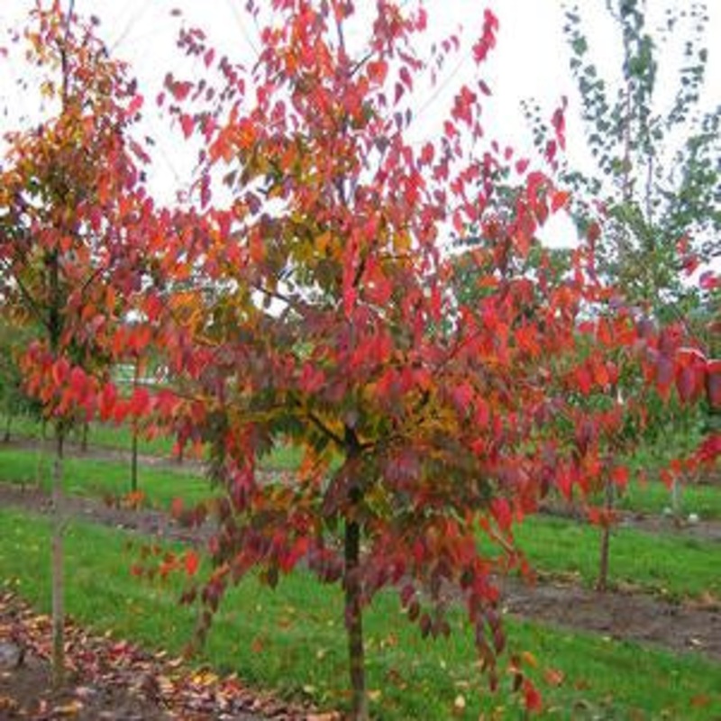Musclewood-Firespire – G20