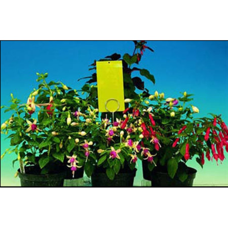 Sticky Traps and Supports – Mini