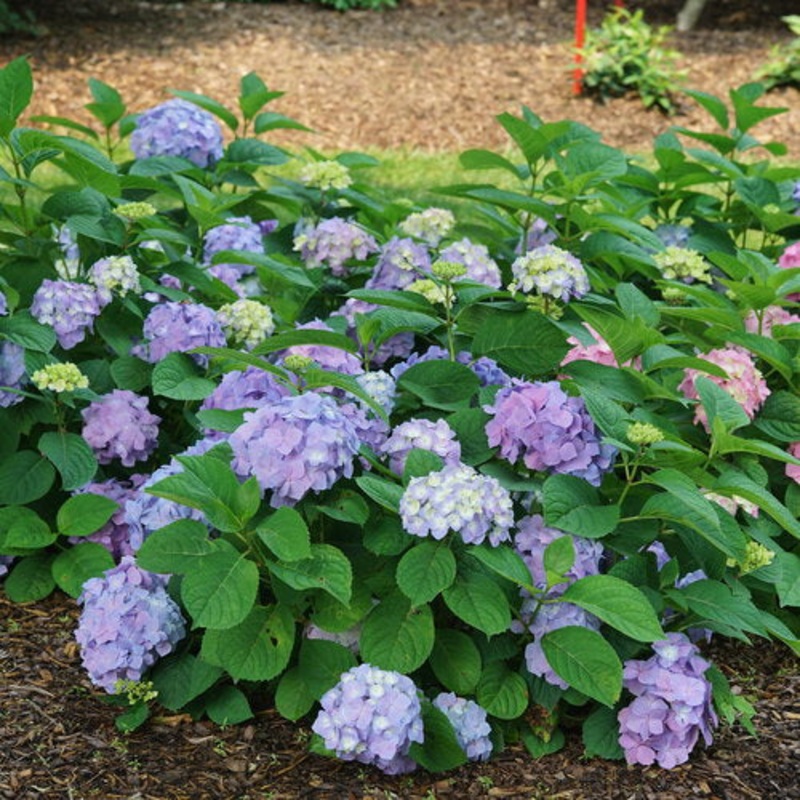 Hydrangea-Sky View – G3|Willoway|Greenleaf