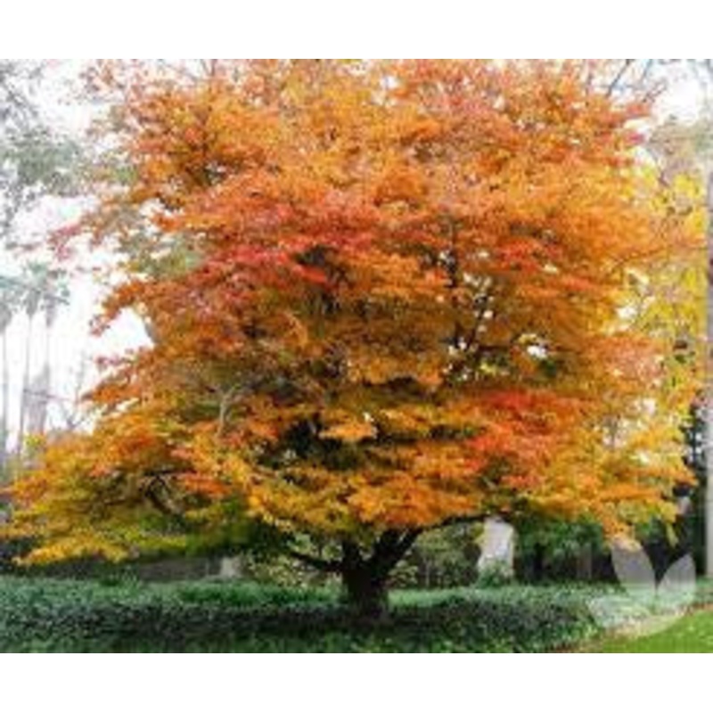 Ironwood-Persian – G7