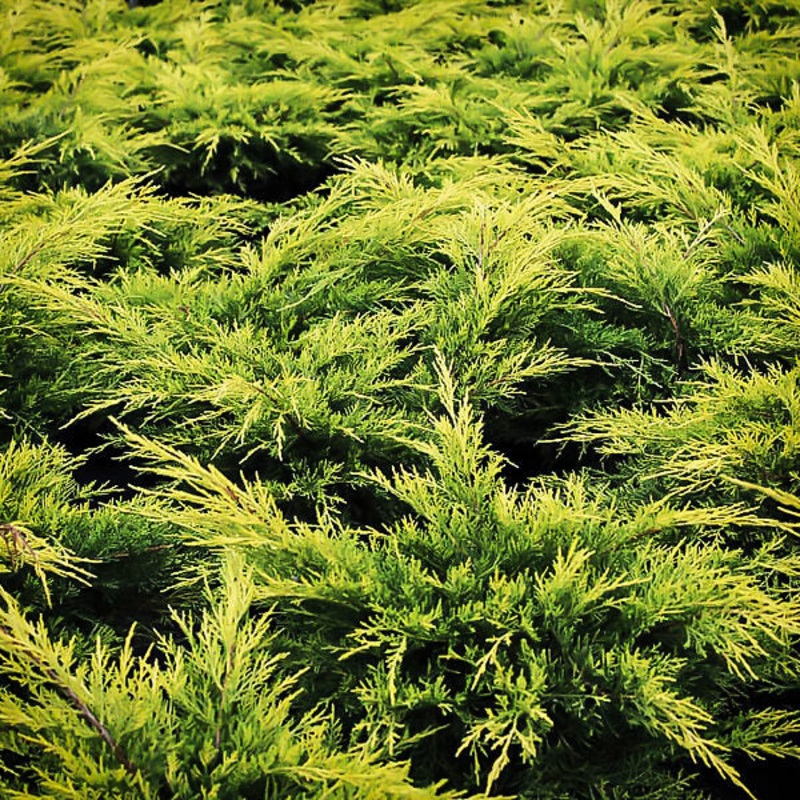 Juniper-Golden Lace – G3