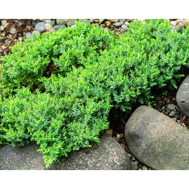 Juniper-Japanese Garden – G2/G3
