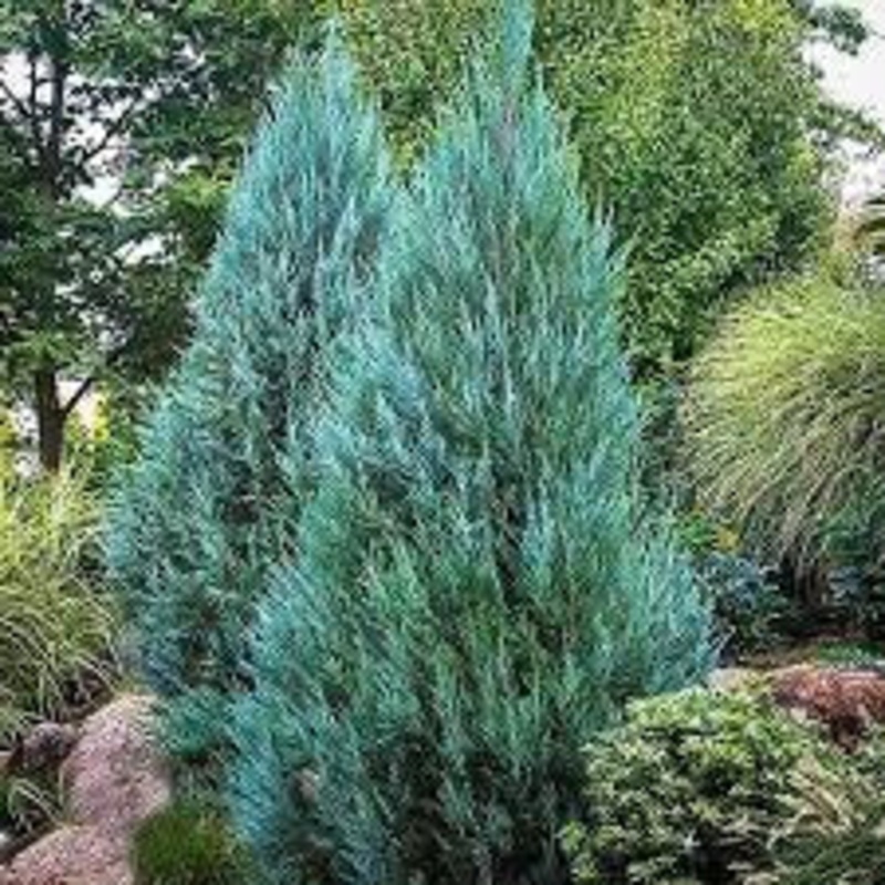 Juniper-Upright Bl Point – G7|Home Nursery|Willoway