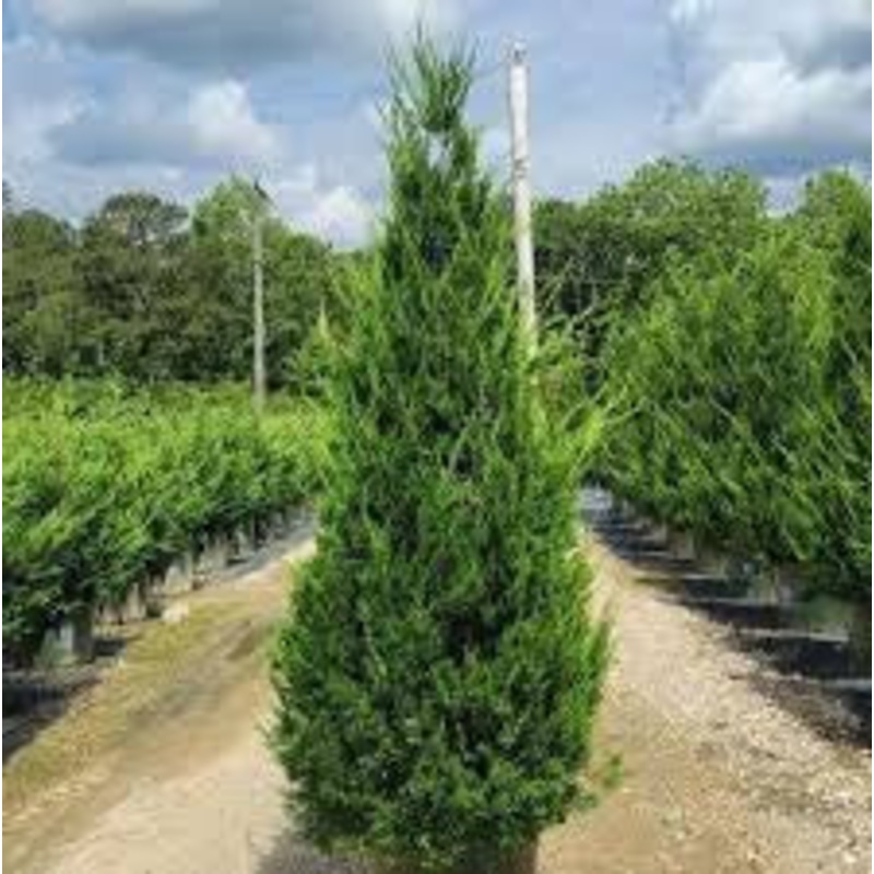 Juniper-Upright Hetzii – G7