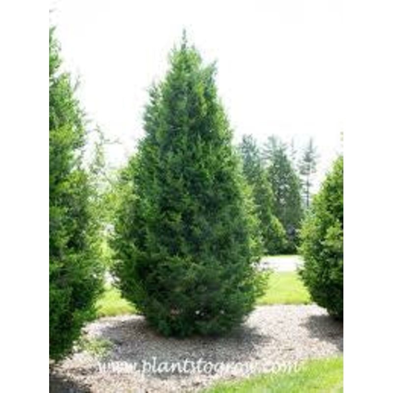 Juniper-Upright Perfecta – G7