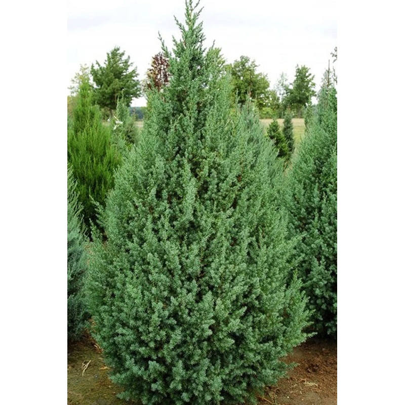 Juniper-Upright S. Power – 6-7′