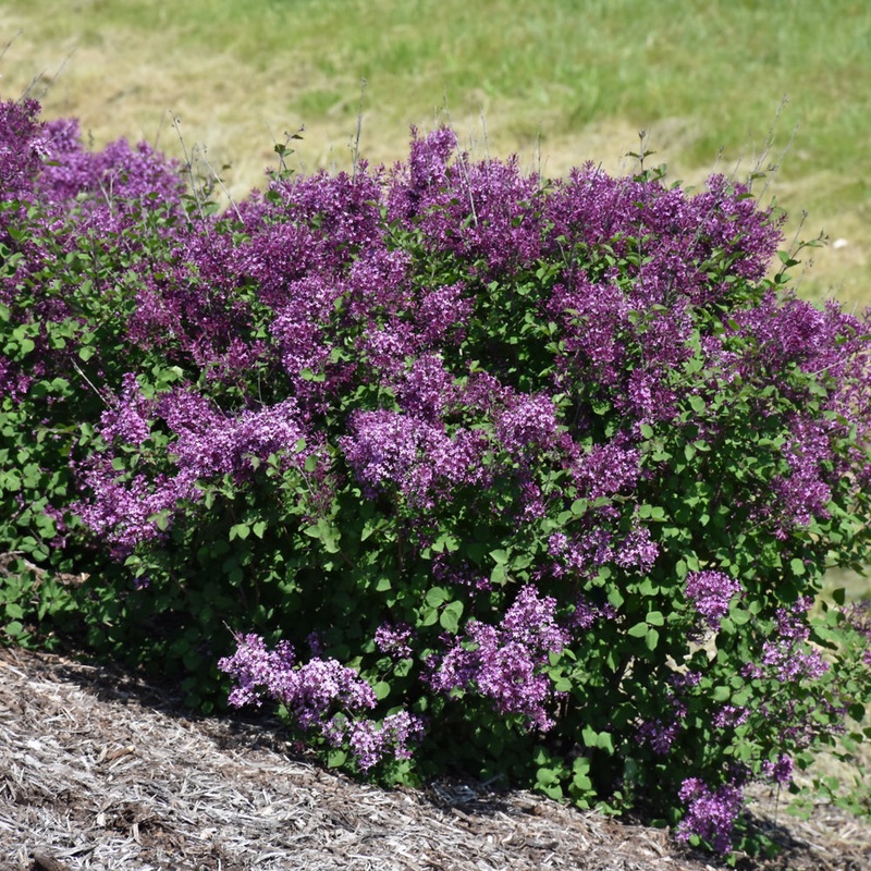 Lilac-Bl. Dark Purple – G2/G3|OPN|Bailey|Willoway