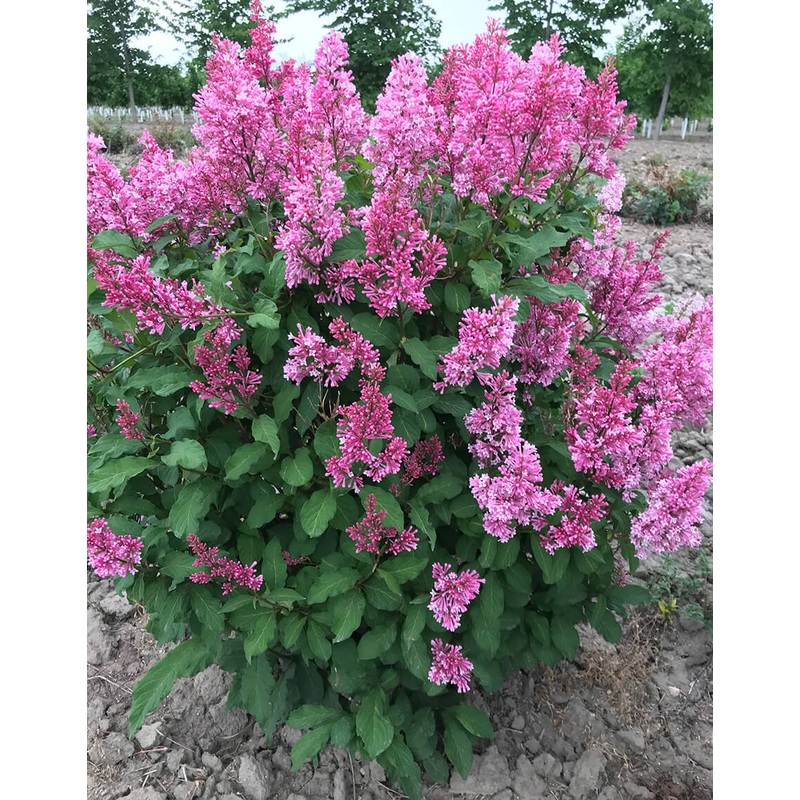 Lilac-Pinktini – G3
